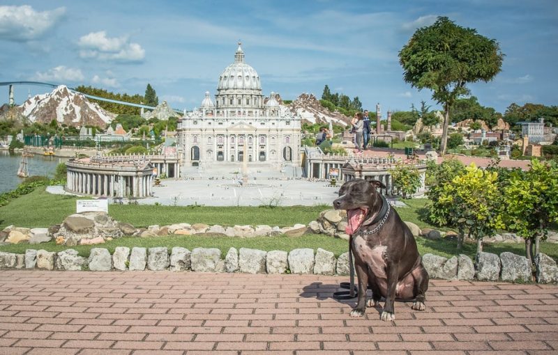 italia-miniatura-cane