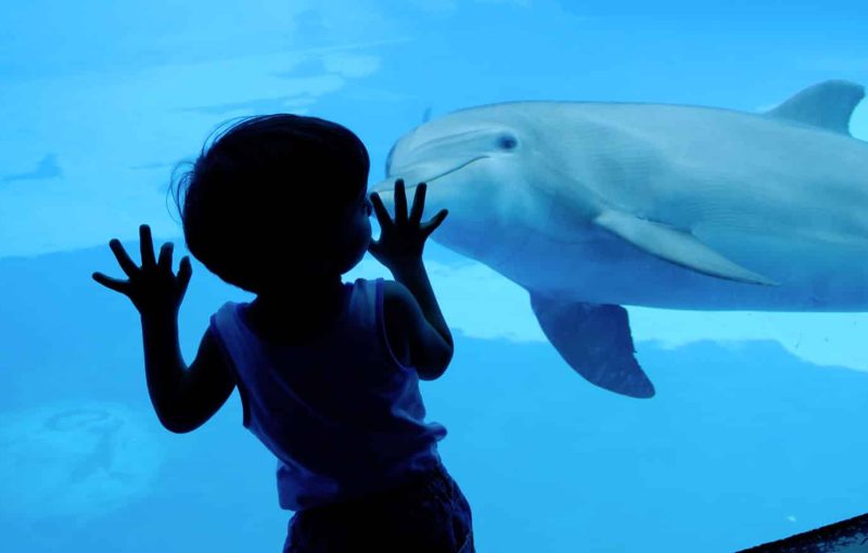 parco-oltremare-riccione-delfini