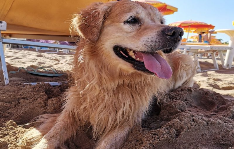 spiaggia-per-cani-rimini3