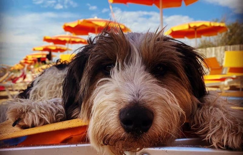 vacanze-con-cane-spiaggia